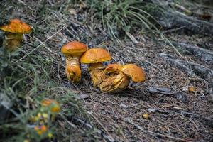 tre piccoli funghi tirolesi foto