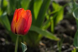 primo piano dei tulipani con petali rossi e gialli e foglie verdi foto