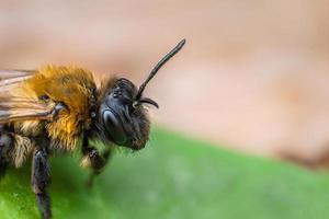 super macro di api terrestri foto