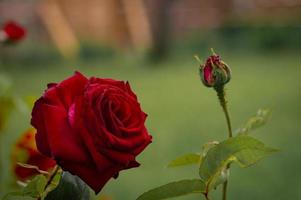 primo piano della rosa rossa bella selvaggia foto