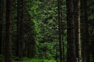 foresta della natura dei Carpazi su verdi colline nelle montagne estive foto