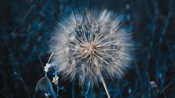 un grande tragopogon in erba con altri fiori foto