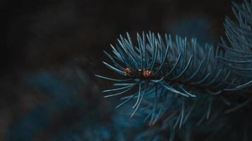 ramo di primo piano di abete rosso con bokeh foto