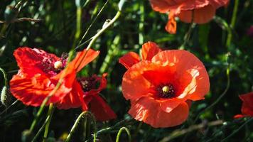 germoglio aperto del fiore del papavero rosso nel campo foto