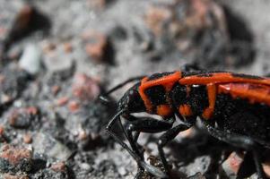 coleottero soldato o firebug in macro con sfondo sfocato foto