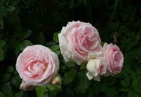 bellissimi petali di rosa con gocce di rugiada foto