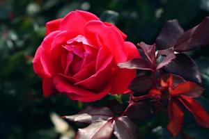 primo piano di una bella rosa rossa singola foto