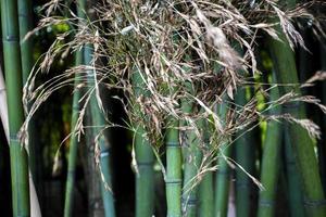 primo piano di una piccola foresta di bambù verde