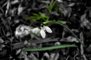 bellissimo bucaneve bianco foto