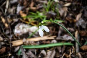 bellissimo bucaneve bianco foto