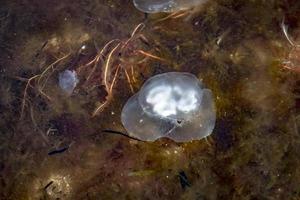 medusa si trova sulla spiaggia tedesca del mar baltico con le onde