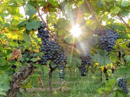 l'uva blu matura è appesa alla luce diretta del sole sul cespuglio foto