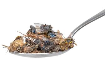 molti insetti morti giacciono su un cucchiaio isolato foto