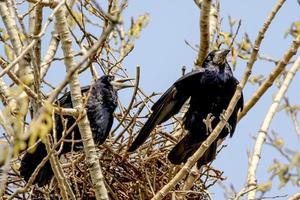 coppia di corvi si siede nel suo nido su un albero