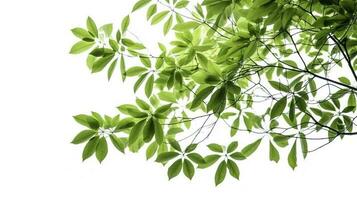 verde albero le foglie e rami isolato su bianca sfondo, creare ai foto