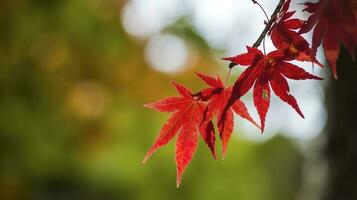 bellissimo autunno paesaggio insieme a. colorato fogliame nel il parco. caduta le foglie naturale sfondo, creare ai foto