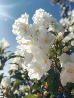 primavera il ciliegia fiori. vintage, con blu cielo sfondo, creare ai foto