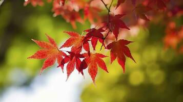 bellissimo autunno paesaggio insieme a. colorato fogliame nel il parco. caduta le foglie naturale sfondo, creare ai foto