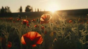 un' sbalorditivo foto cattura il d'oro ora nel un' campo di radiante rosso papaveri, simboleggiante il bellezza, resilienza, e forza di natura, creare ai