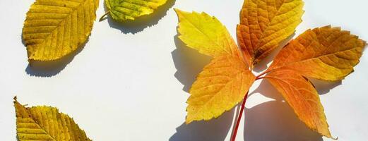 multicolore le foglie. colorato autunno le foglie collezione isolato su bianca sfondo foto