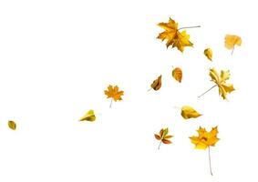 collezione di autunno le foglie su bianca sfondo foto