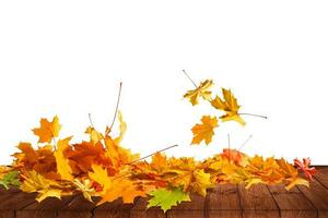 mucchio di autunno colorato le foglie isolato su bianca sfondo.a mucchio di diverso acero asciutto foglia. rosso e colorato fogliame colori nel il autunno stagione foto