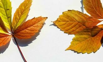 multicolore le foglie. colorato autunno le foglie collezione isolato su bianca sfondo foto