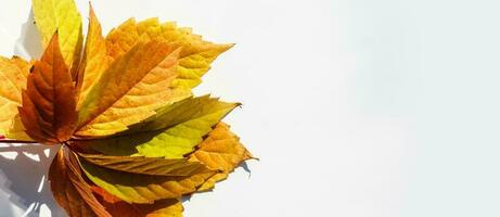 multicolore le foglie. colorato autunno le foglie collezione isolato su bianca sfondo foto