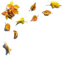 multicolore le foglie. colorato autunno le foglie collezione isolato su bianca sfondo foto