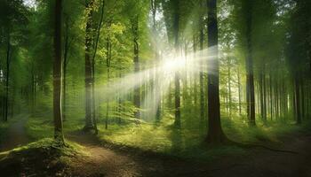 bellissimo raggi di luce del sole nel un' verde foresta, creare ai foto