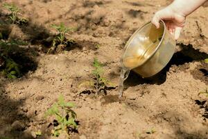 figli di mano irrigazione pomodoro piantine nel il giardino su un' soleggiato giorno foto