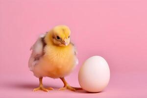 poco pollo guardare a il uovo su rosa sfondo con copyspace. agricoltura e agricoltura. ai generato. foto