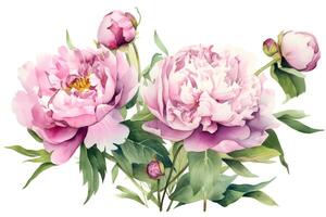 acquerello pittura di bellissimo fioritura peonie su bianca sfondo. ai generato. foto