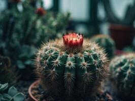 miniatura casa fiori succulente e cactus nel il giardino creato con generativo ai tecnologia foto