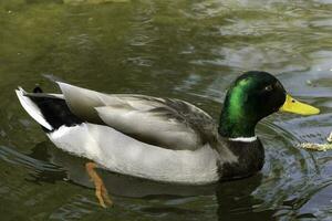 mallardo anatra nel un' piccolo fiume nel edward giardino parco, toronto. foto