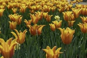 colorato fiori a edward giardini nel toronto, ontario. foto