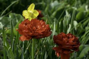 colorato fiori a edward giardini nel toronto, ontario. foto