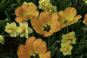 colorato fiori a edward giardini nel toronto, ontario. foto