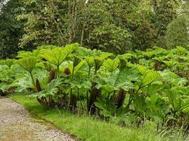 gigante rabarbaro, cannoniere manicata, in crescita nel un' giardino foto