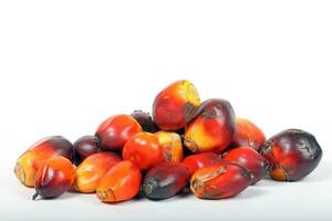 frutti di palma da olio foto