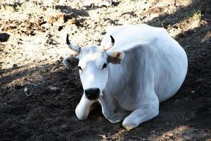 mucca bianca a riposo foto