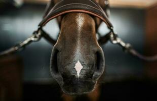 cavallo naso e briglia foto
