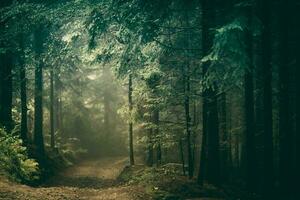 foresta campagna strada foto