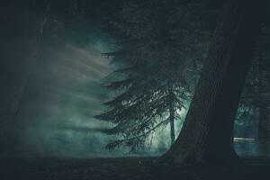 buio misterioso foresta coperto di strano nebbia foto