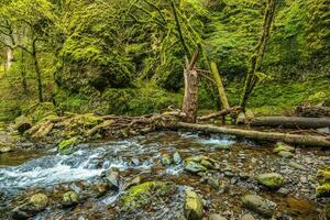 muschioso Oregon torrente foto