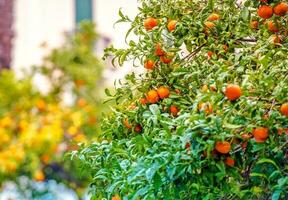 mandarino alberi di Riviera foto