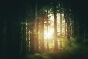 panoramico foresta luce del sole foto