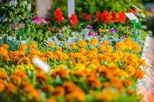 botanico giardino multicolore fiore letto. foto