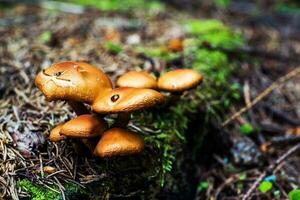 selvaggio foresta funghi foto