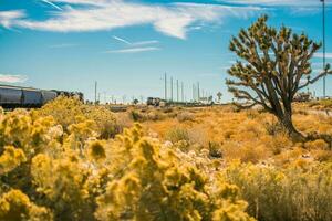 California mojave deserto foto